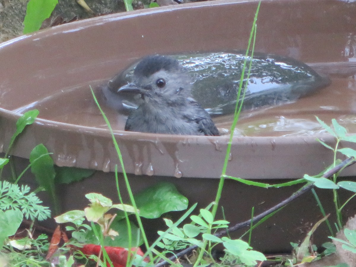 Gray Catbird - ML642370277