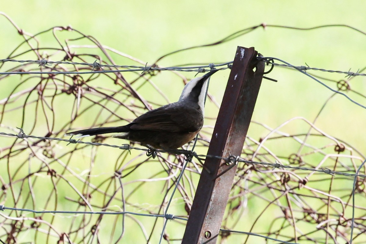 Gray-crowned Babbler - ML642370278