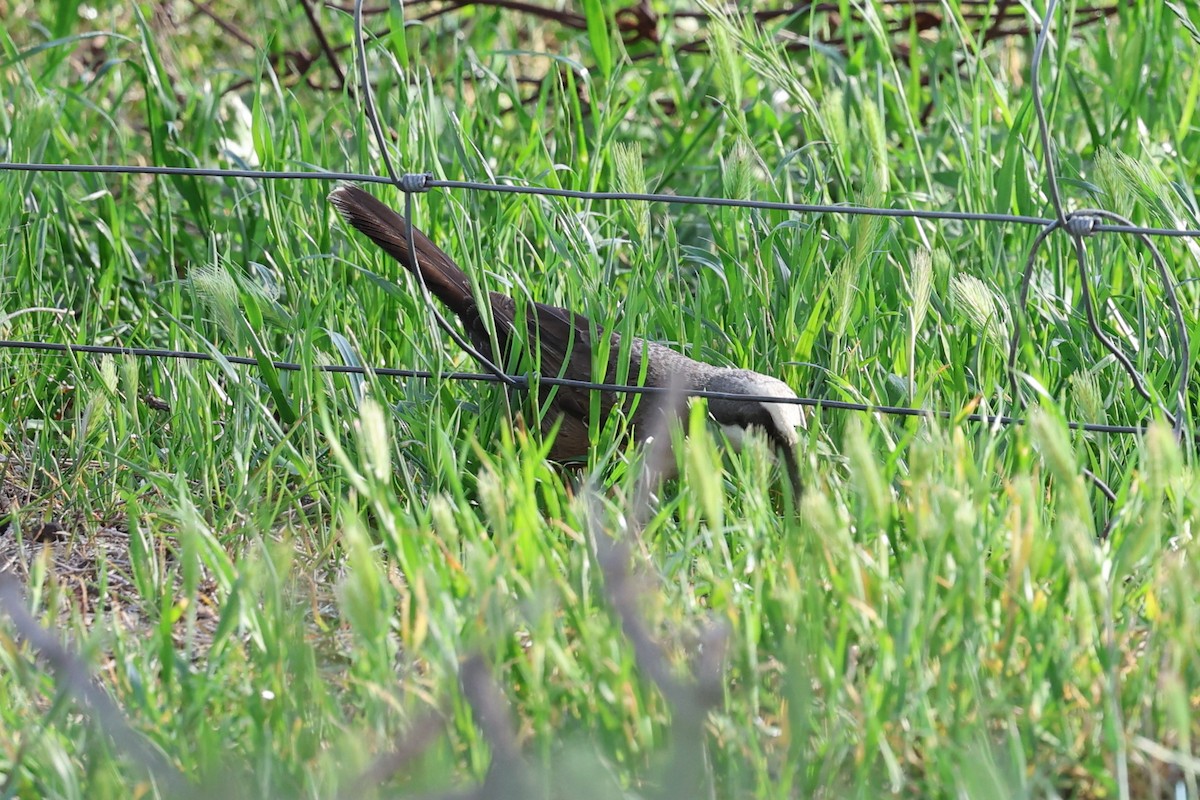 Gray-crowned Babbler - ML642370279