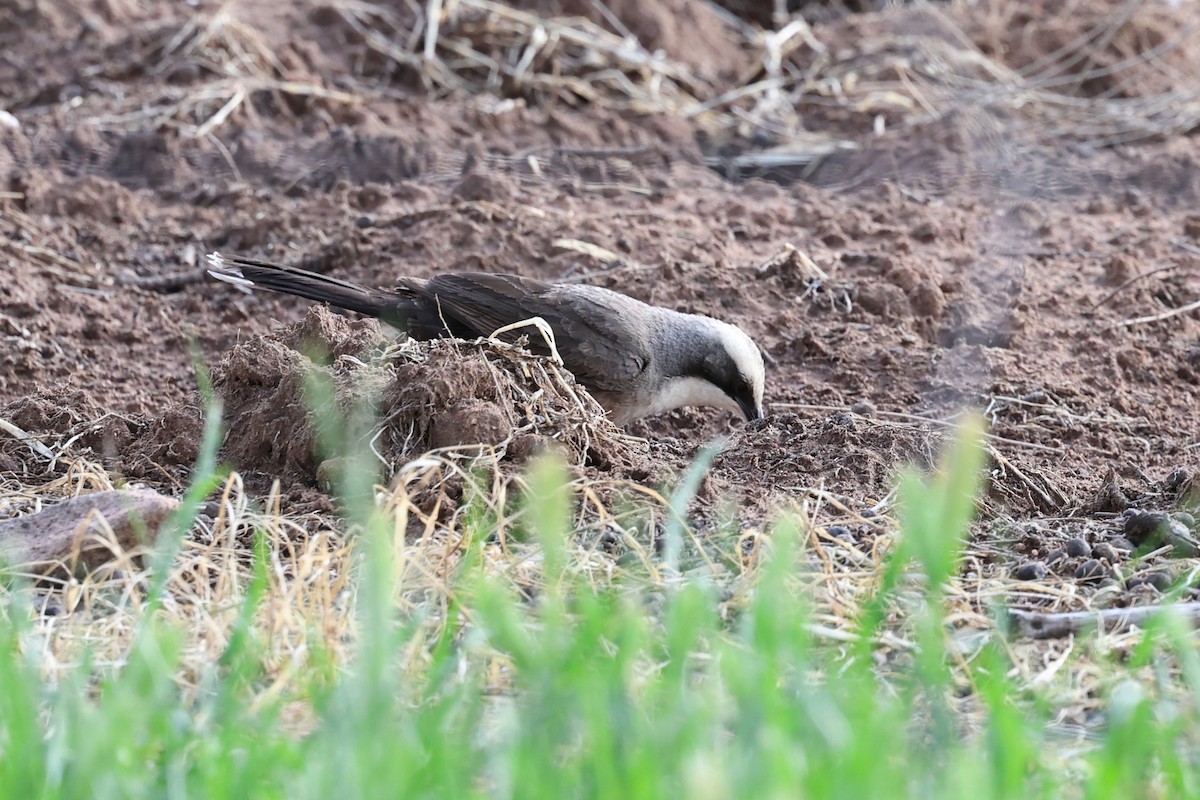 Gray-crowned Babbler - ML642370280