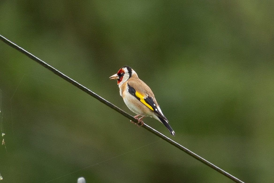 European Goldfinch - ML642370281