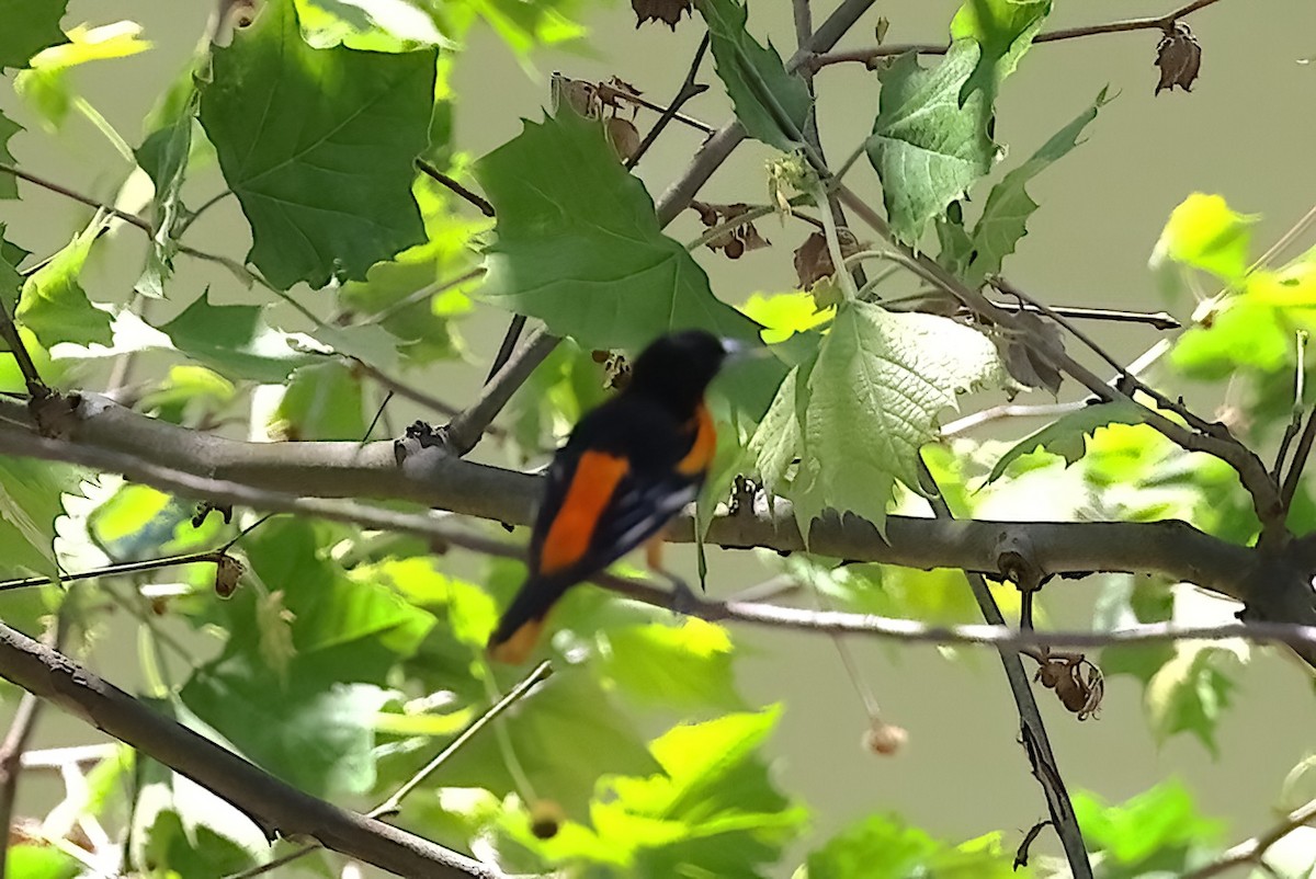 Baltimore Oriole - ML642370282