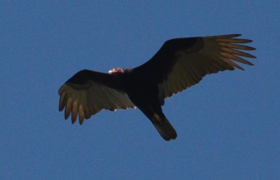 Turkey Vulture - ML642370283
