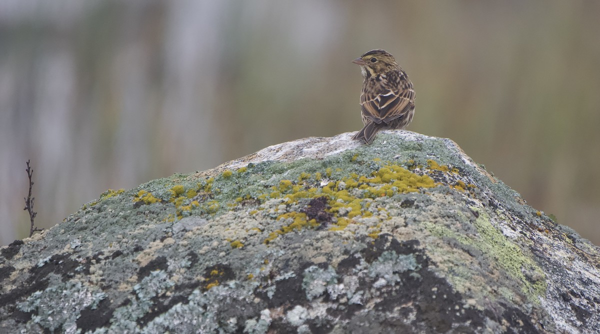 Savannah Sparrow - ML642370284