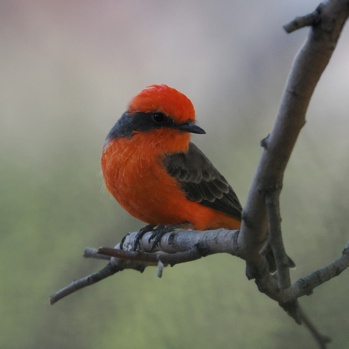 Vermilion Flycatcher - ML642370285