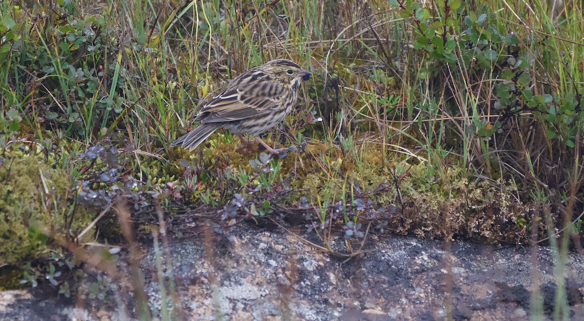 Savannah Sparrow - ML642370287