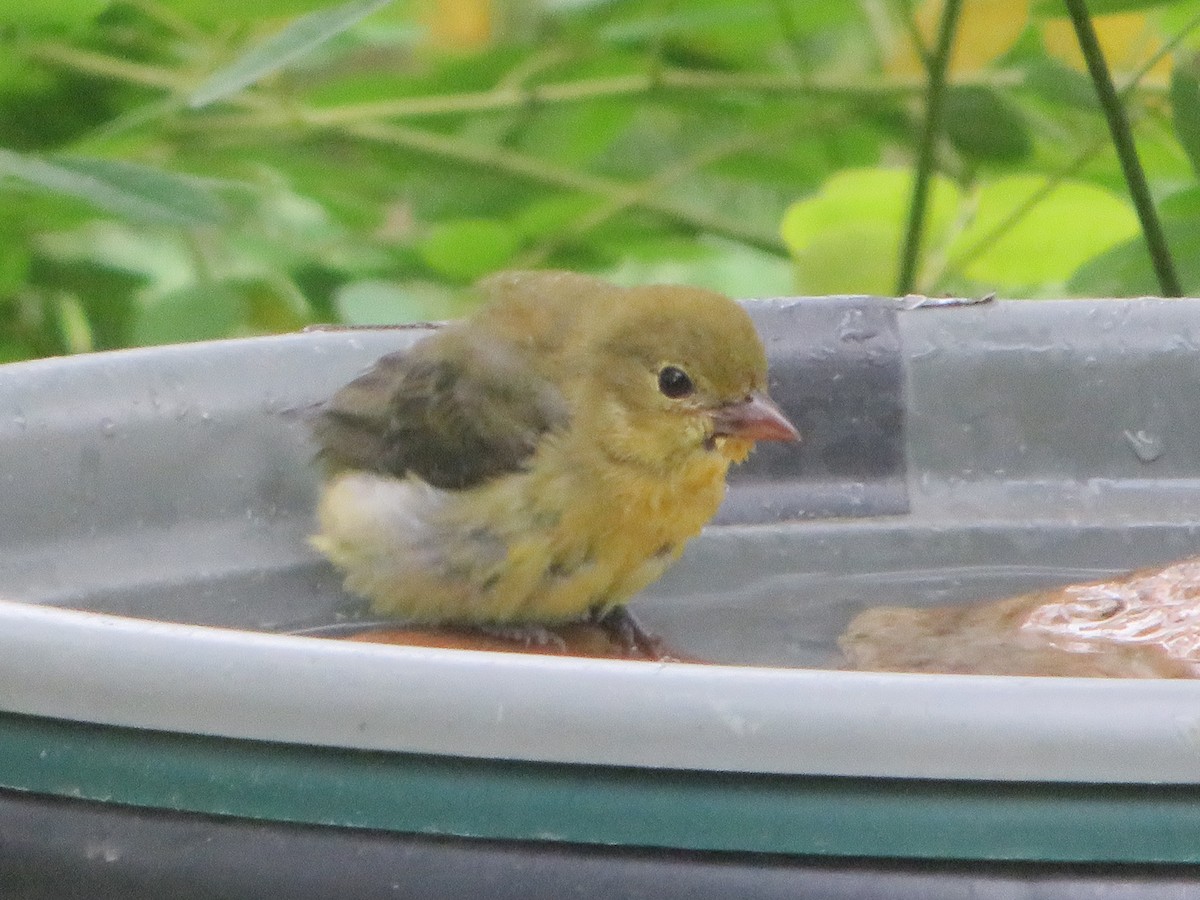 Scarlet Tanager - ML642370288