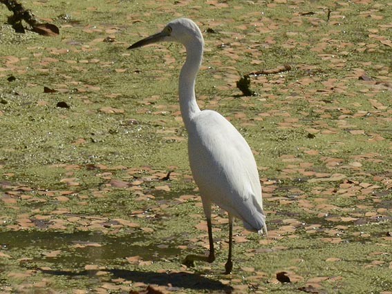 Snowy Egret - ML642370289