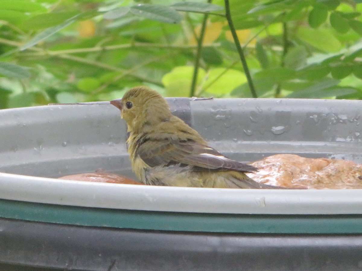 Scarlet Tanager - ML642370290