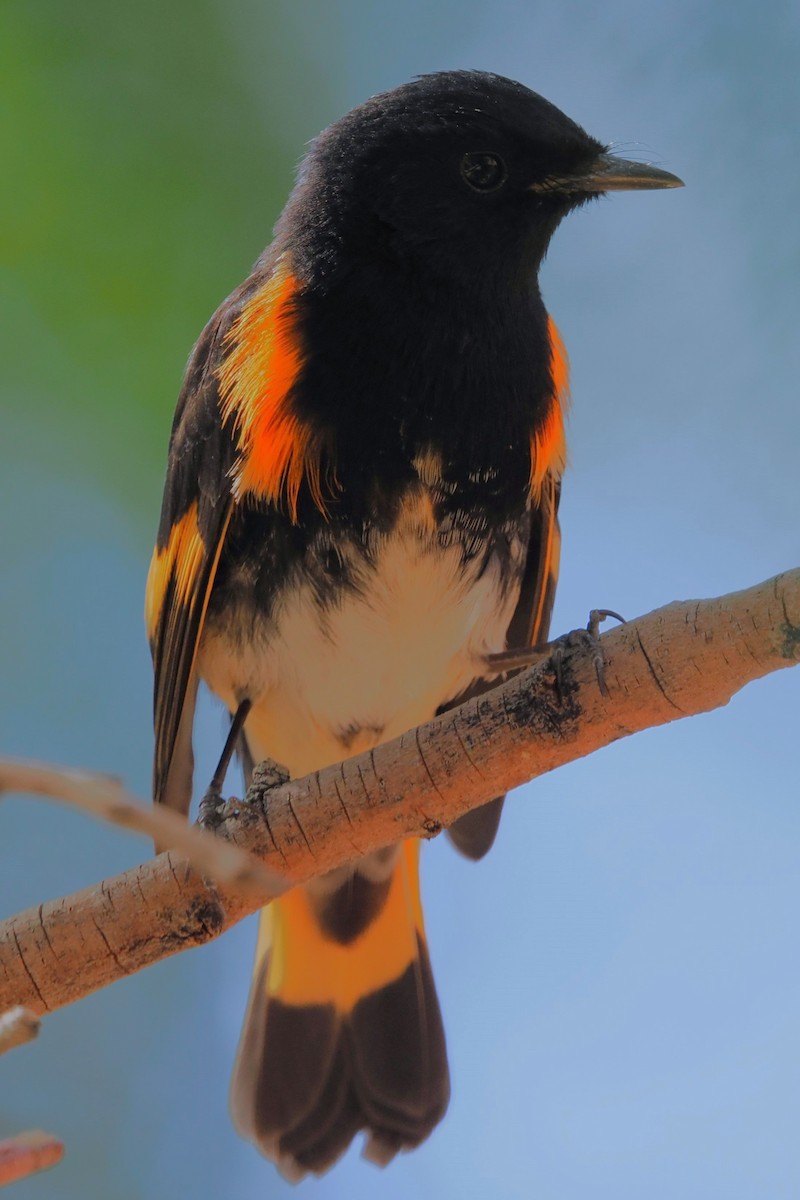 American Redstart - ML642370292