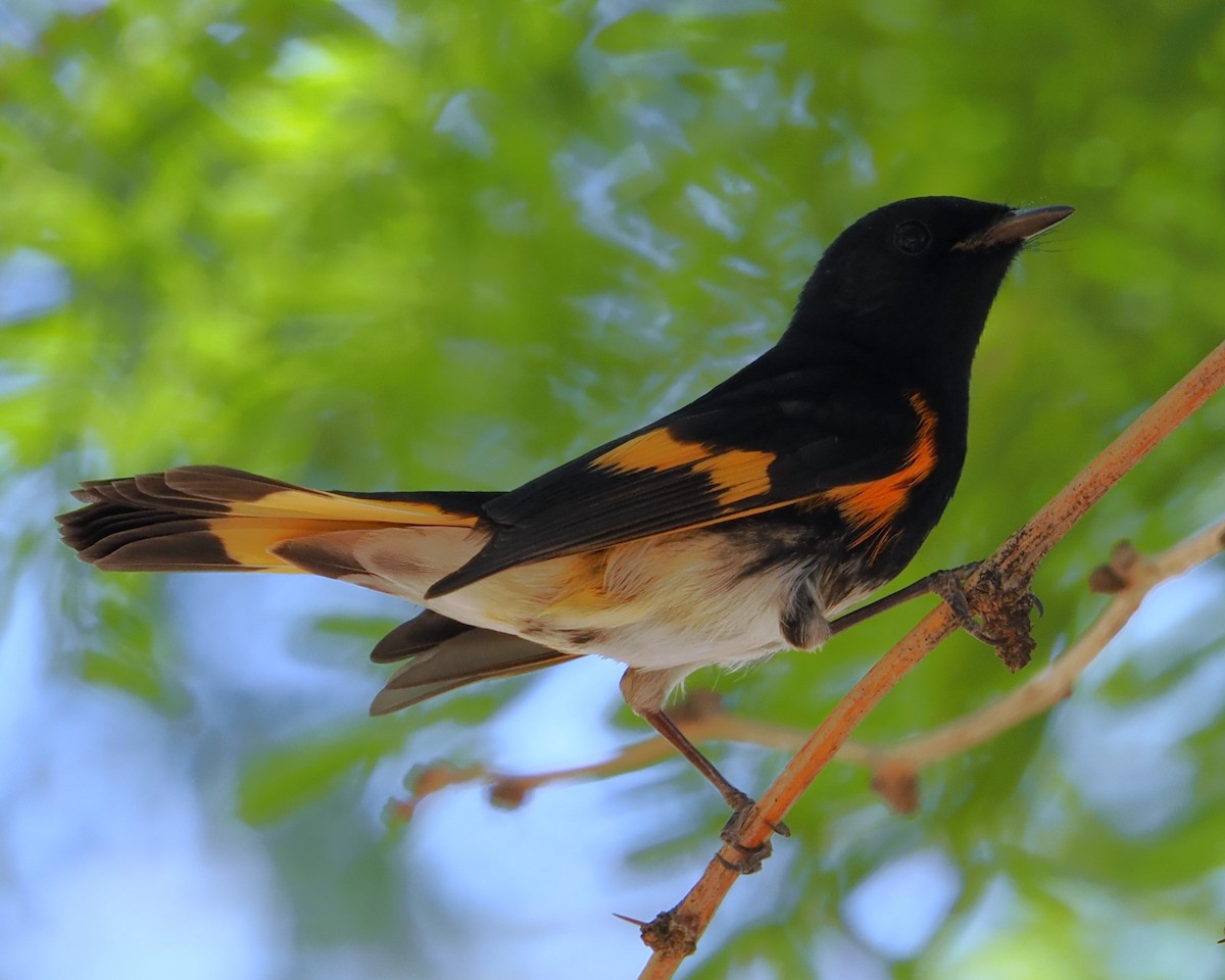 American Redstart - ML642370293
