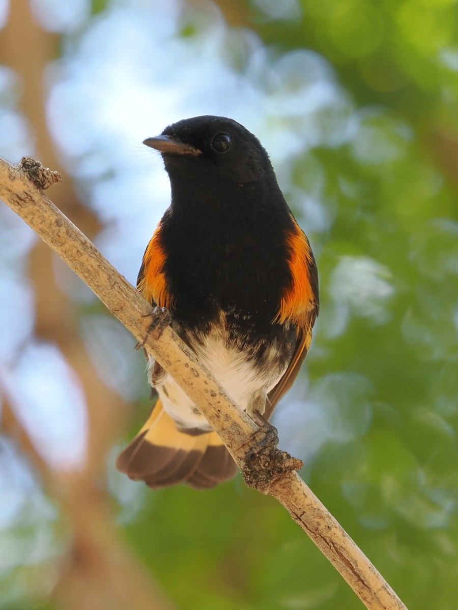 American Redstart - ML642370294