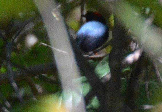 Long-tailed Manakin - ML642370296