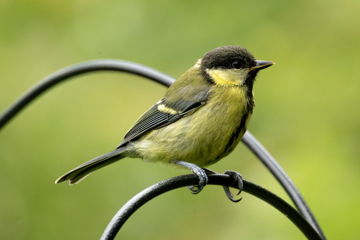 Great Tit - ML642370298