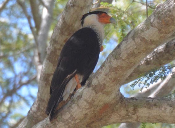 Crested Caracara (Northern) - ML642370299