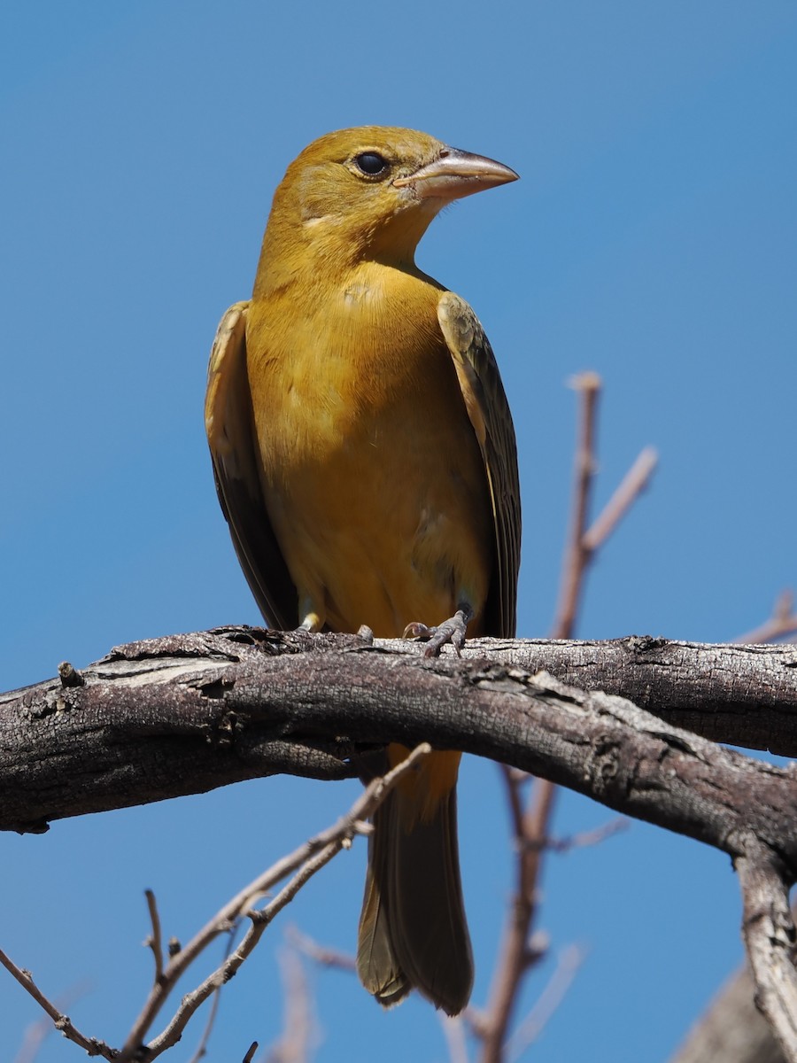 Summer Tanager - ML642370300