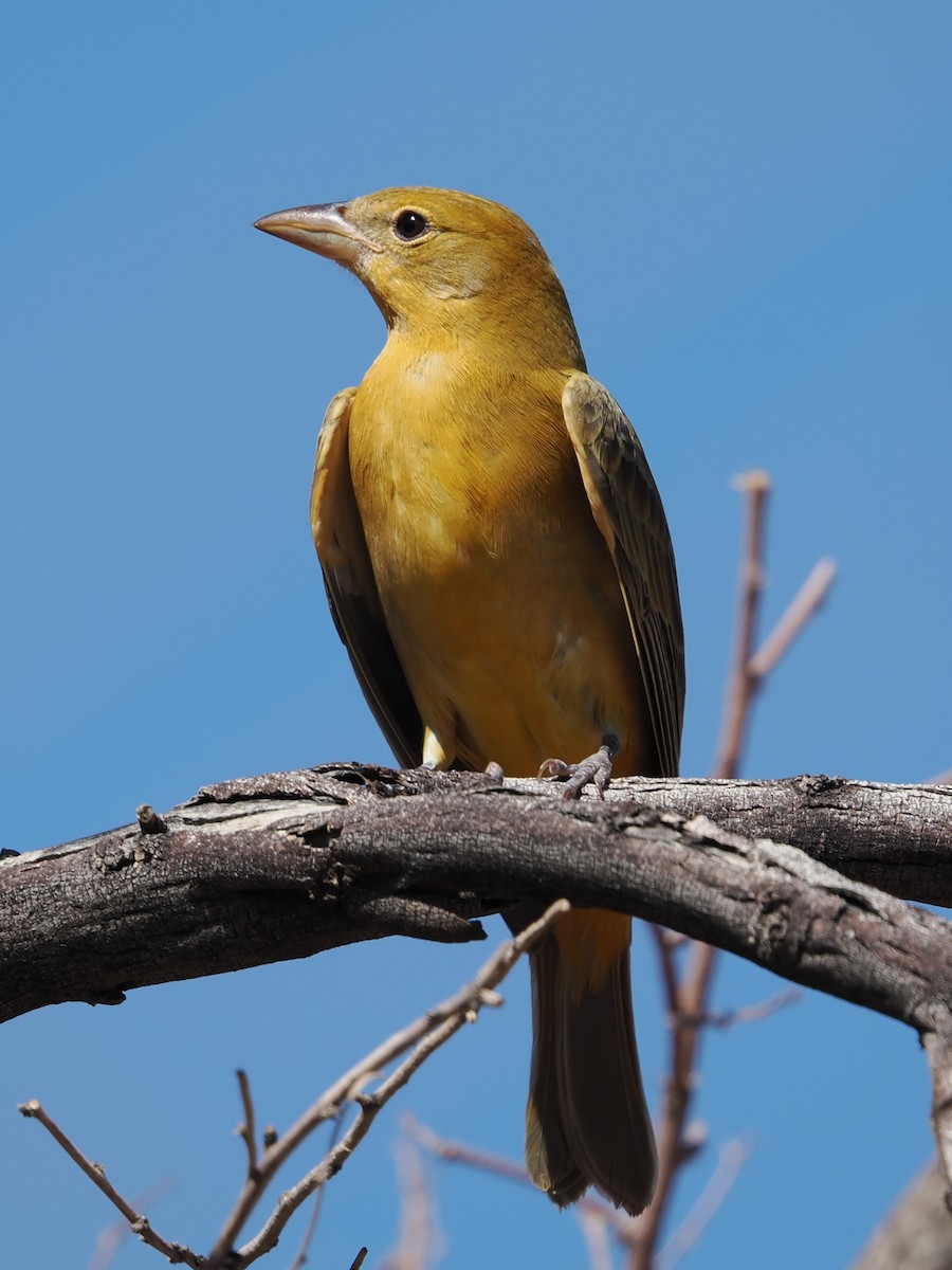 Summer Tanager - ML642370301
