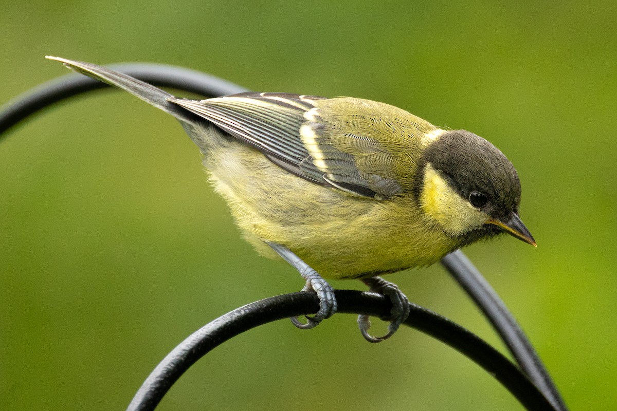 Great Tit - ML642370304