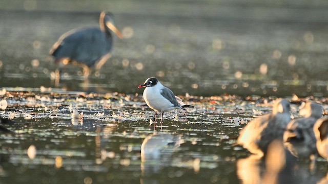 Franklin's Gull - ML642370306