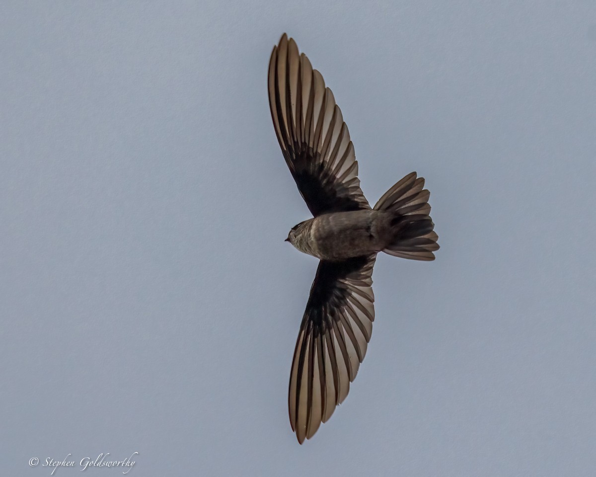 Uniform Swiftlet - ML642370315