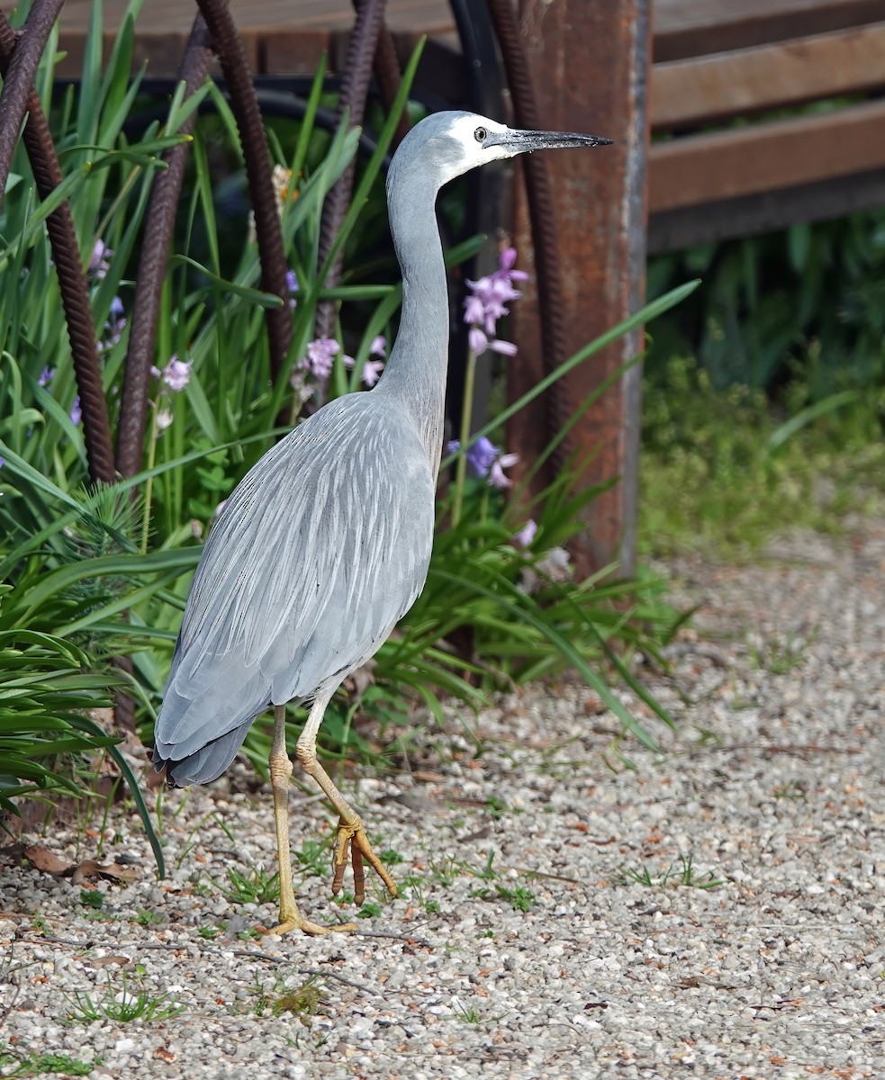 White-faced Heron - ML642370343