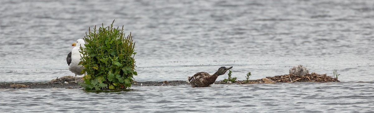 Great Black-backed Gull - ML642370351