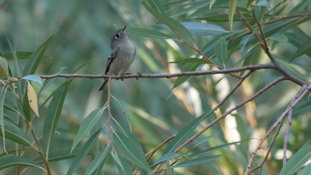 Ruby-crowned Kinglet - ML642370391