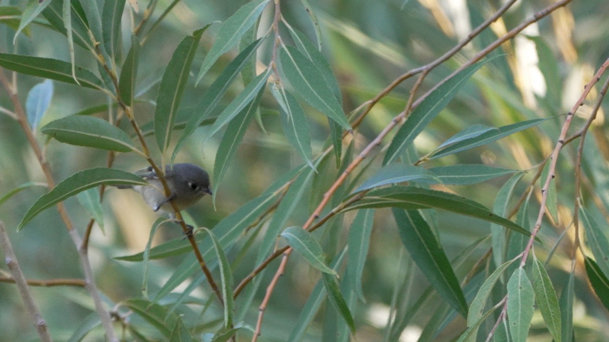 Ruby-crowned Kinglet - ML642370392