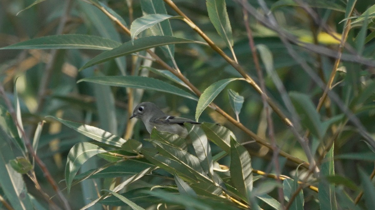 Ruby-crowned Kinglet - ML642370393