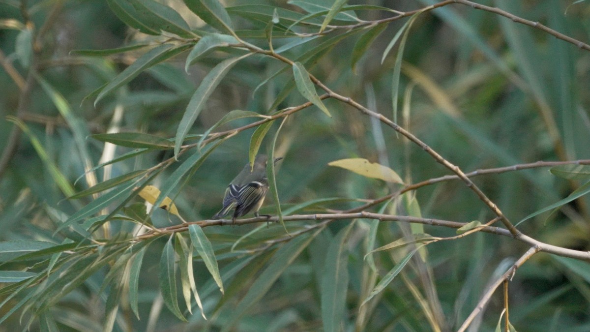 Ruby-crowned Kinglet - ML642370394