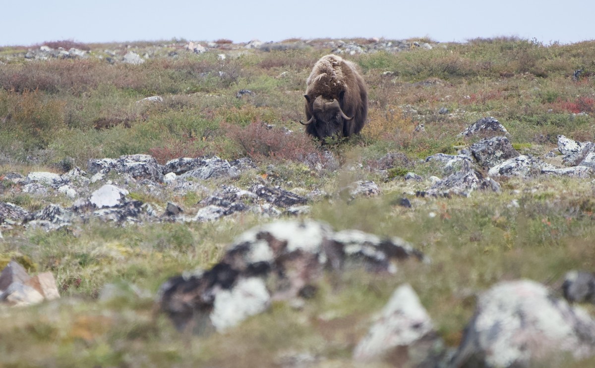 Muskox - ML642370424