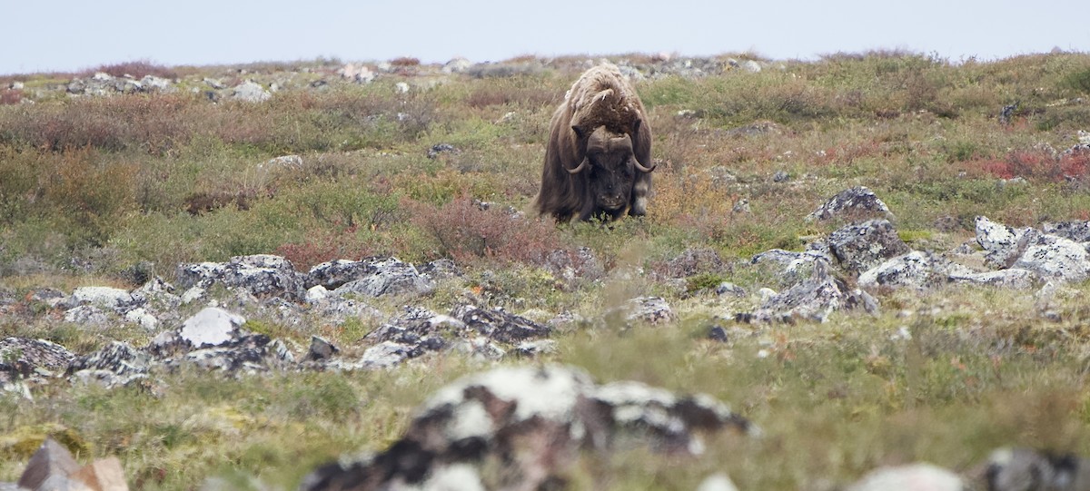 Muskox - ML642370425