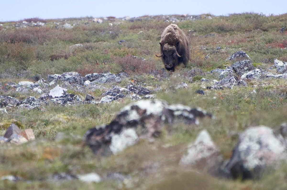 Muskox - ML642370426