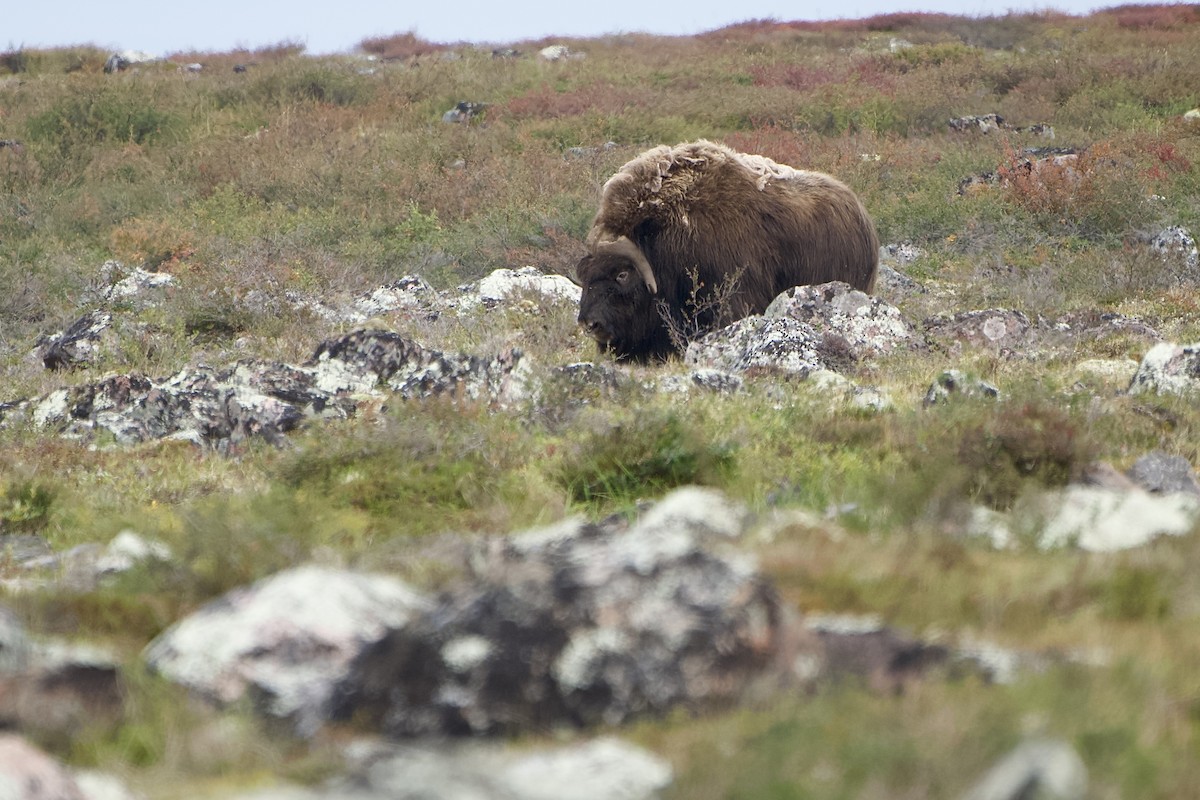 Muskox - ML642370427