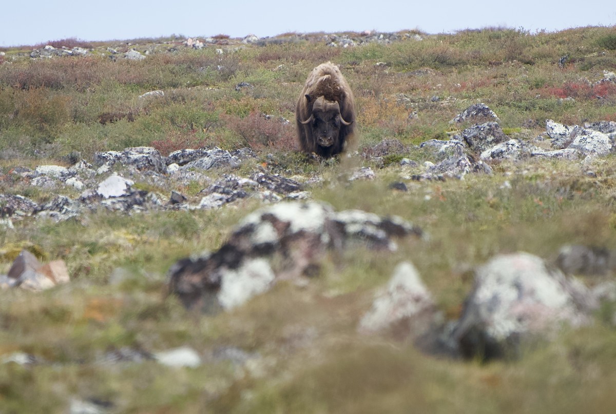 Muskox - ML642370428