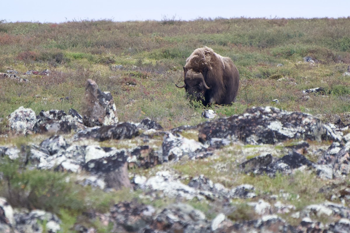 Muskox - ML642370429