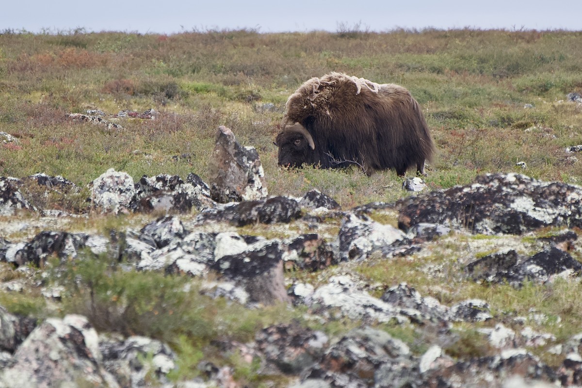 Muskox - ML642370430