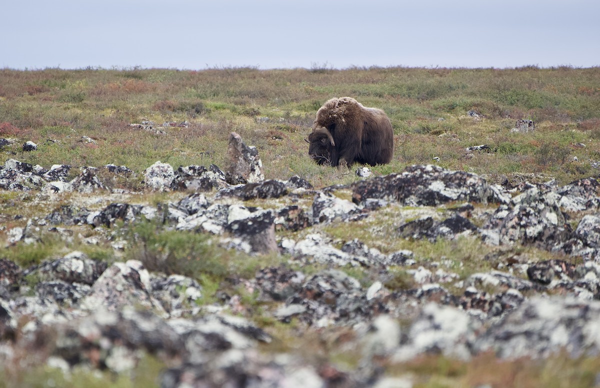 Muskox - ML642370431