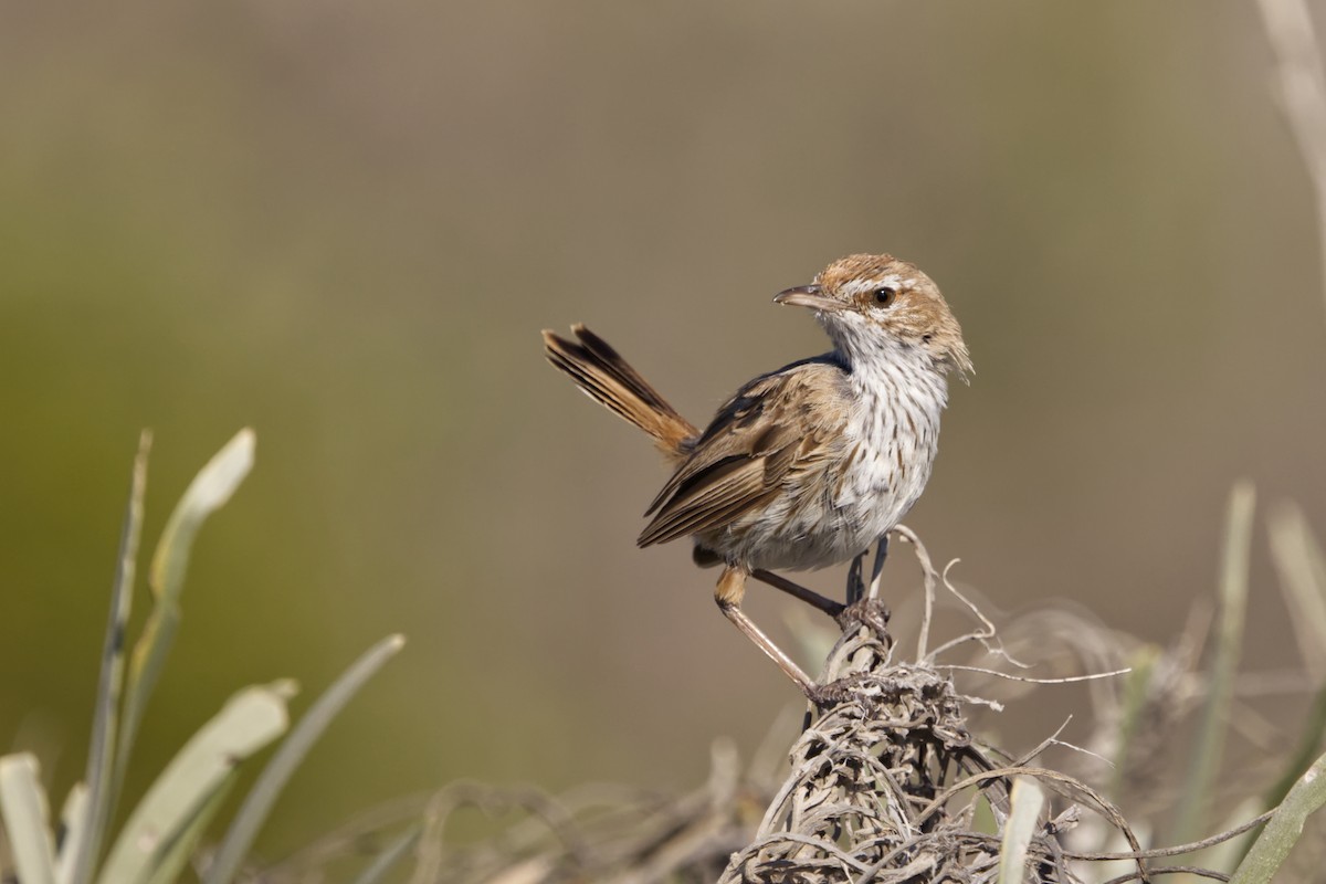 Rufous Fieldwren - ML642370432
