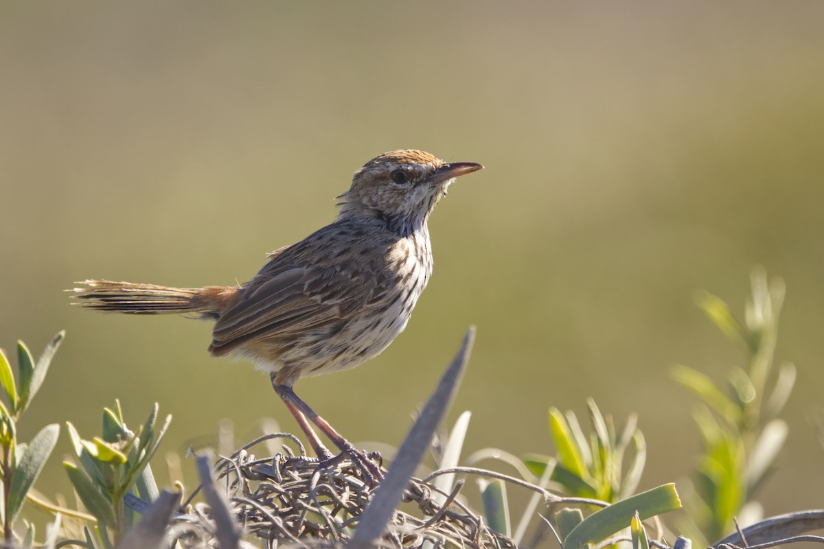 Rufous Fieldwren - ML642370433