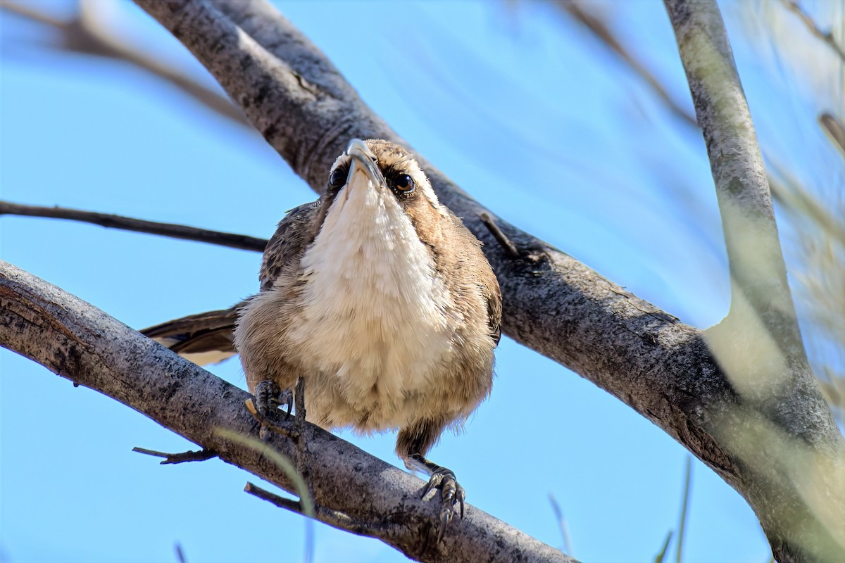 White-browed Babbler - ML642370443