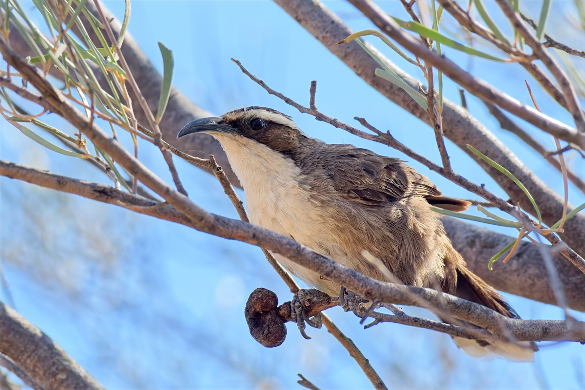 White-browed Babbler - ML642370444