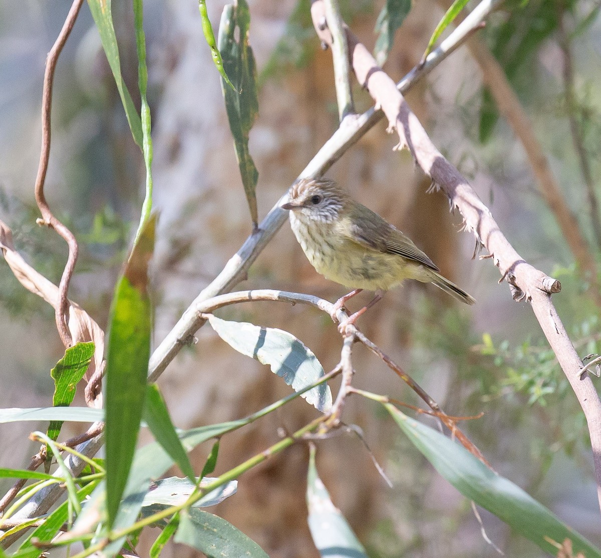 Striated Thornbill - ML642370448