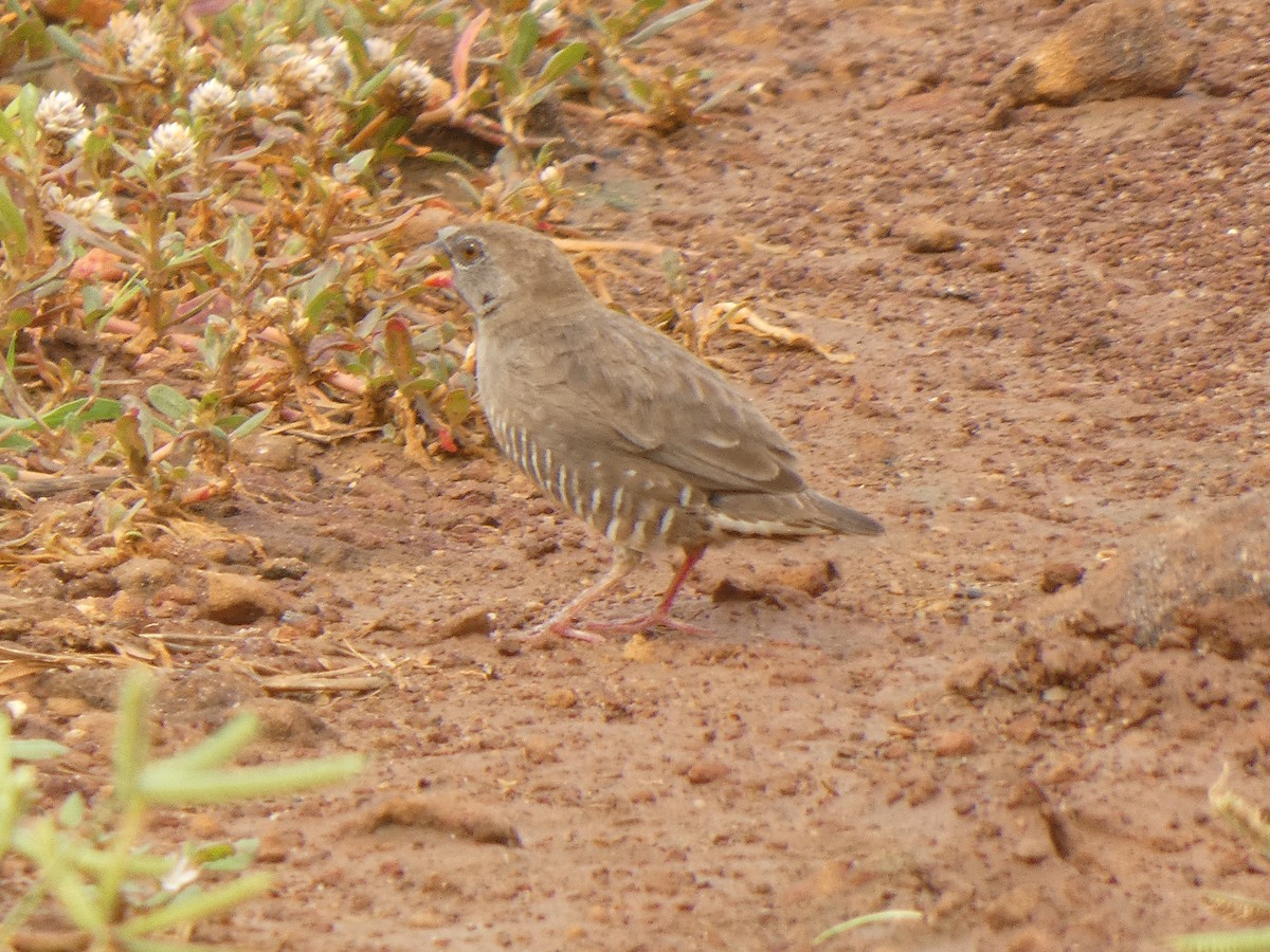 Quailfinch - ML642370449