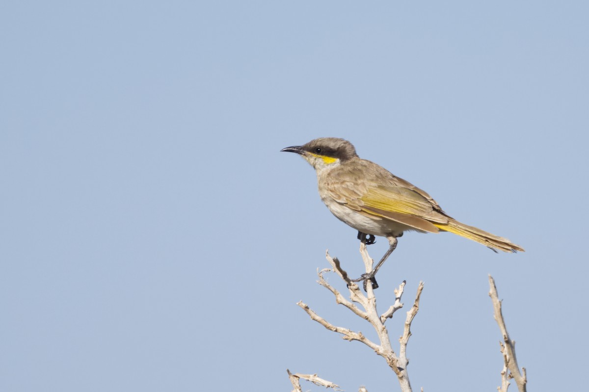 Singing Honeyeater - ML642370453