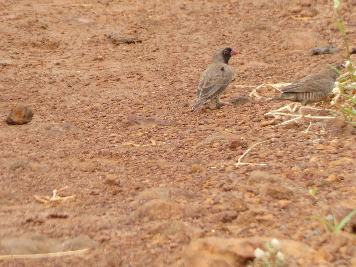 Quailfinch - ML642370454