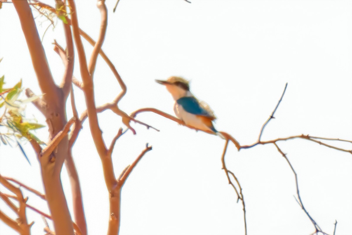 Red-backed Kingfisher - ML642370456