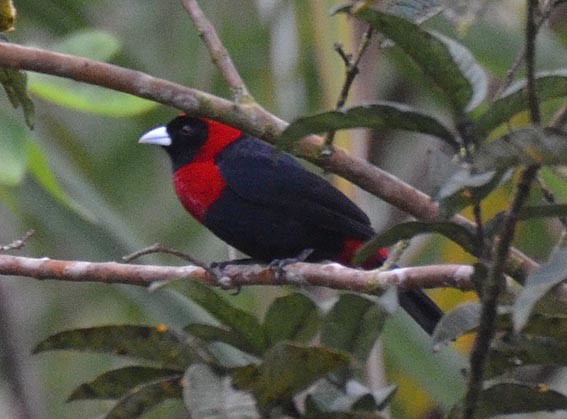 Crimson-collared Tanager - ML642370463
