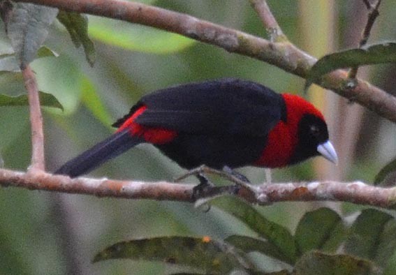 Crimson-collared Tanager - ML642370465