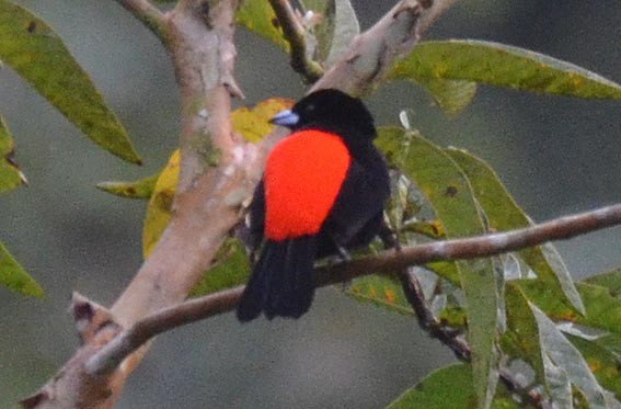 Scarlet-rumped Tanager - ML642370470